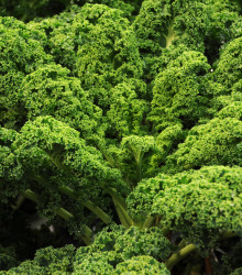 Kadeřávek Lerchenzungen - Brassica oleracea L. - semena - 150 ks