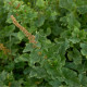 Merlík všedobr - Chenopodium henricus - semena - 200 ks
