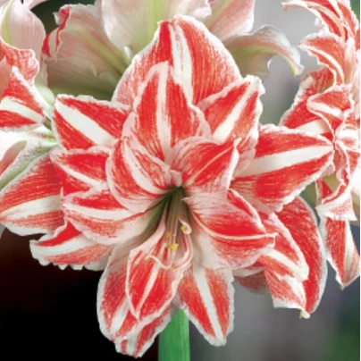 Hvězdník plnokvětý Dancing Queen - Hippeastrum - cibuloviny - 1 ks