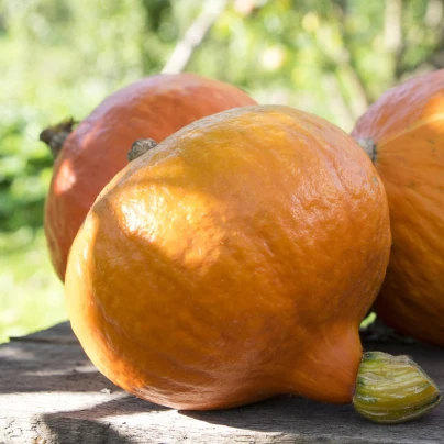 BIO Dýně Uchiki kuri - Cucurbita pepo - bio semena - 5 ks