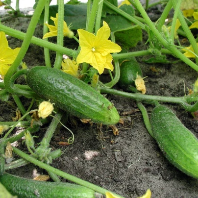 BIO Okurka nakládačka Hokus - Cucumis sativus - bio semena - 10 ks