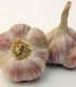 Sadbový česnek Anton - Allium sativum - nepaličák - cibule česneku - 1 balení