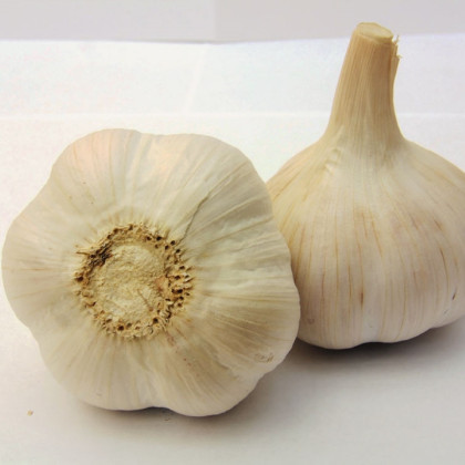 Sadbový česnek Havel - Allium sativum - paličák - cibule česneku - 1 balení