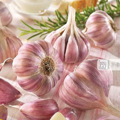 Sadbový česnek Germidour - Allium sativum - nepaličák - cibule česneku - 1 balení