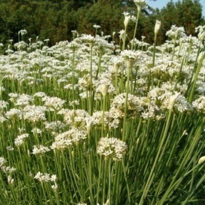 Pažitka čínská Neko - Allium tuberosum - semena - 20 ks