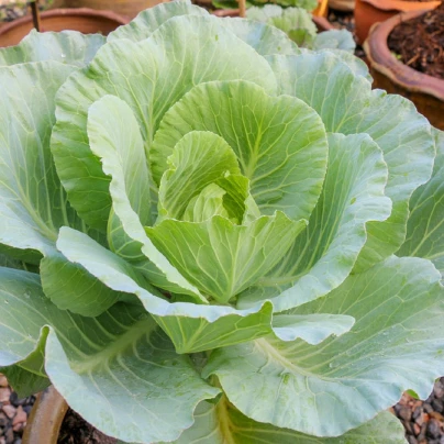 Zelí Pourovo bílé polopozdní - Brassica oleracea - semena - 200 ks