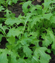 Namenia - Brassica rapa - semena - 200 ks