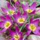 Tulipán Eastern Star pulchella - Tulipa - cibuloviny - 3 ks