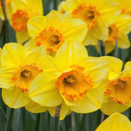 Narcis Early Flame - Narcissus - cibuloviny - 3 ks