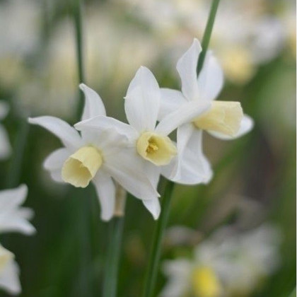 Narcis Toto - Narcissus - cibuloviny - 3 ks