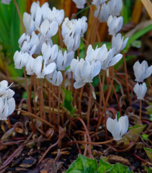 Brambořík břečťanolistý bílý - Cyclamen hederifolium album - cibuloviny - 1 ks