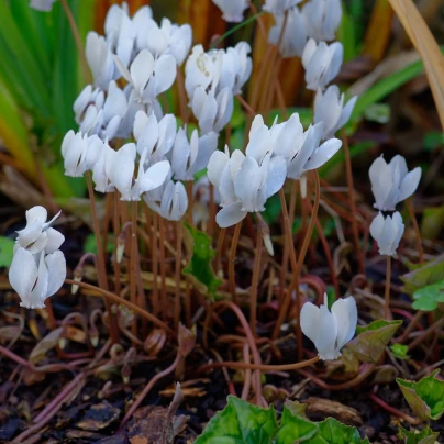 Brambořík břečťanolistý bílý - Cyclamen hederifolium album - cibuloviny - 1 ks