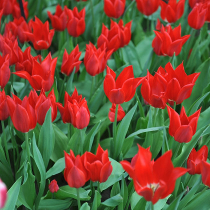 Tulipán Pieter de Leur - Tulipa - cibuloviny - 3 ks