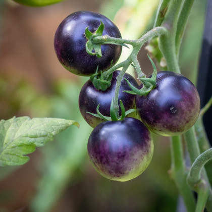Rajče Blueberry - Solanum lycopersicum - semena - 6 ks