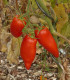 Rajče Andenhorn - Solanum lycopersicum - semena - 10 ks