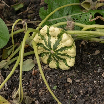 Patizon Vert Jaune - Cucurbita pepo - semena - 5 ks