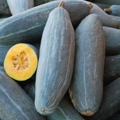 Tykev Blue Banana - Cucurbita maxima - semena - 5 ks