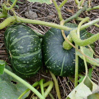 Tykev velkoplodá Buttercup Burgess - Cucurbita maxima - semena - 5 ks