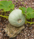 Tykev Crown Prince F1 - Cucurbita maxima - semena - 5 ks
