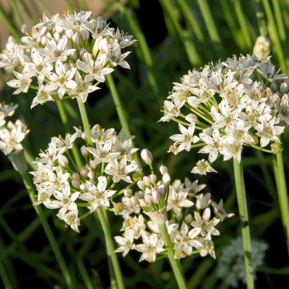 Pažitka čínská Neko - Allium tuberosum - semena - 20 ks