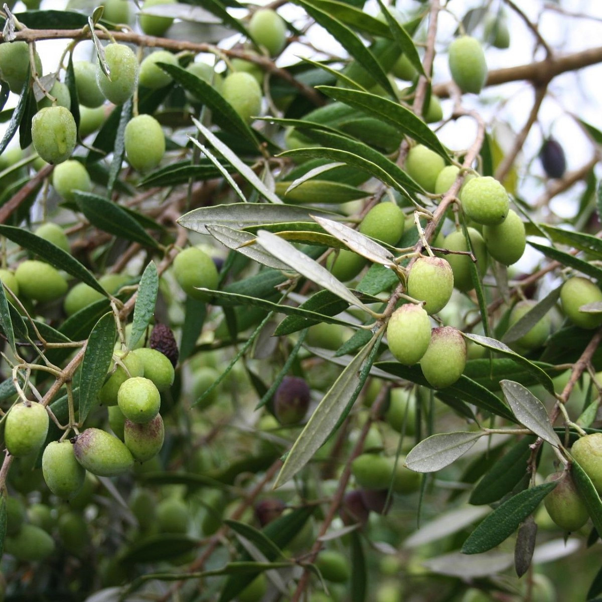 Olivovník evropský - Olea europaea - semena - 5 ks