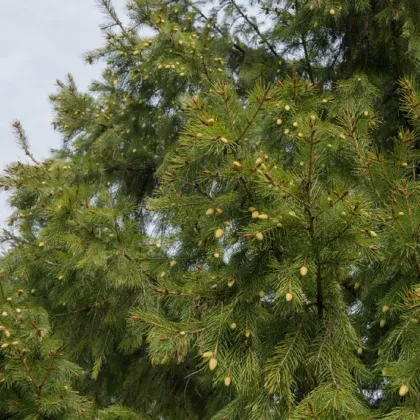 Smrk himalájský - Picea smithiana - semena - 8 ks