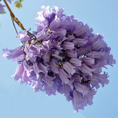 Žakaranda mimózolistá - Jacaranda mimosifolia - semena - 6 ks