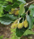 Buk lesní - Fagus sylvatica - semena - 7 ks