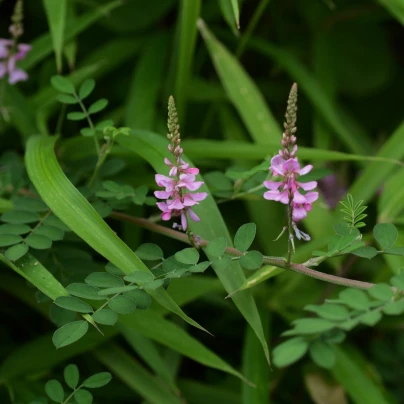 Indigovník barvířský - Indigofera tinctoria - semena - 7 ks