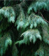 Cypřiš portugalský - Cupressus lusitanica - semena - 7 ks