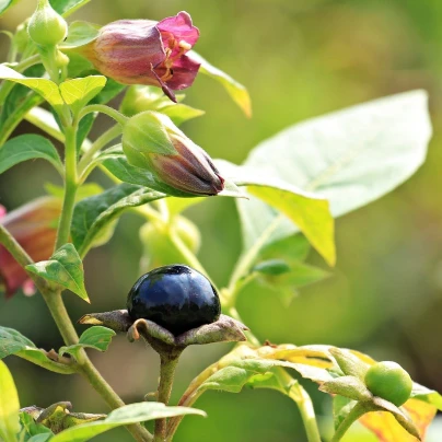 Rulík zlomocný - Atropa belladonna - semena - 10 ks