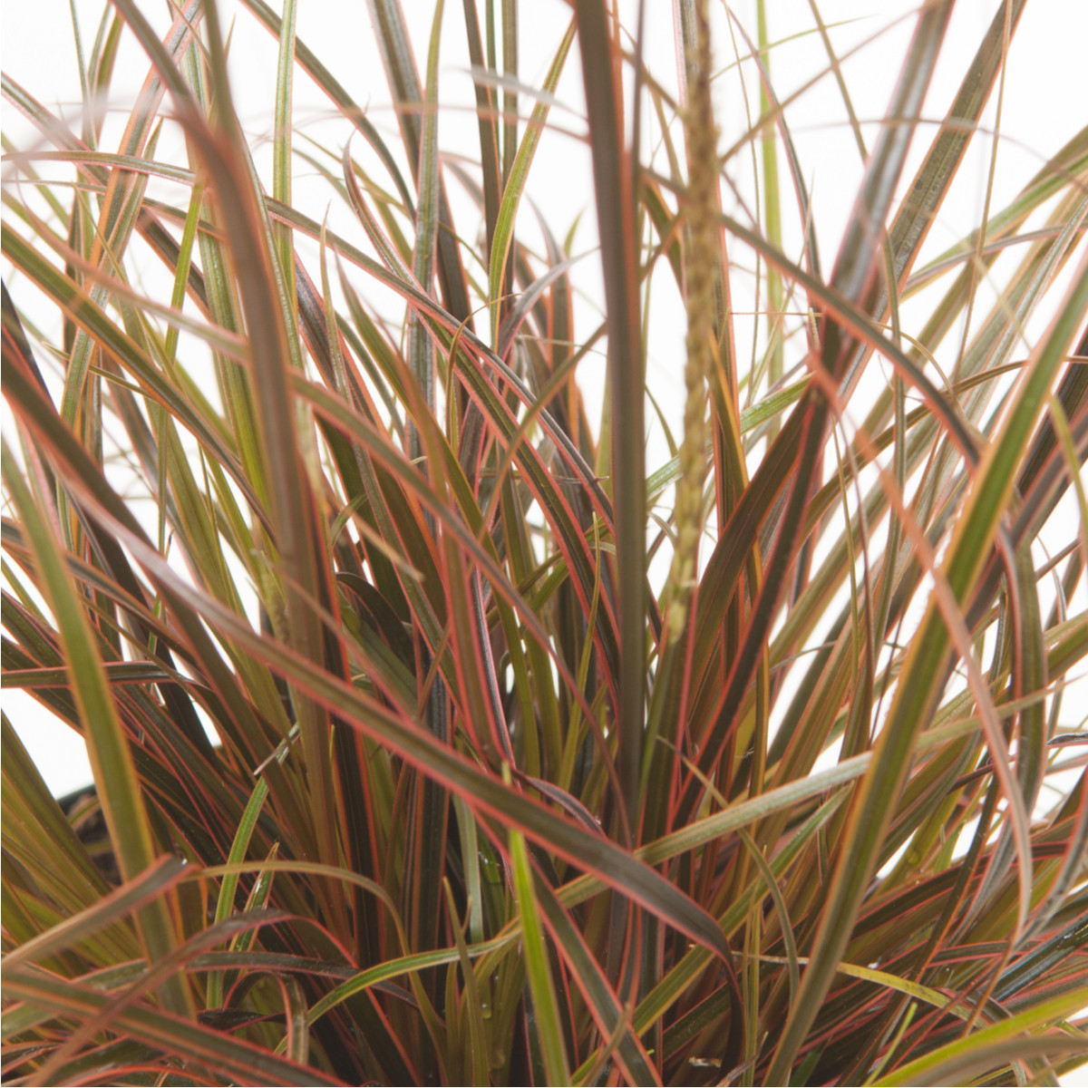 Okrasná tráva - Uncinia egmontiana - semena - 5 ks