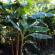 Banánovník Sikkism - Musa sikkimensis - semena - 3 ks