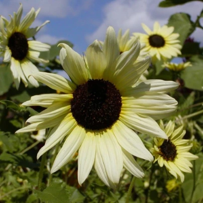 Slunečnice slabá směs barev - Helianthus debilis - semena - 7 ks