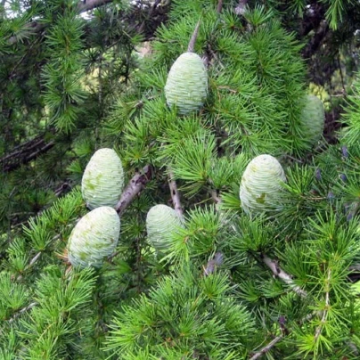 Cedr libanonský - Cedrus libani - semena - 6 ks