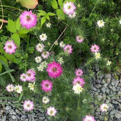 Černucha damašská růžovobílá směs - Nigella Damascena - semena - 200 ks