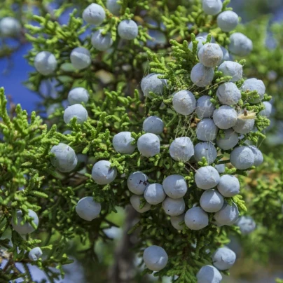 Jalovec osteosperma - Juniperus osteosperma - semena - 5 ks