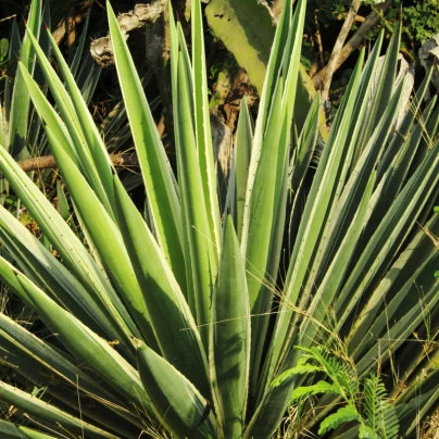 Agáve bulliana - Agave bulliana - semena - 9 ks