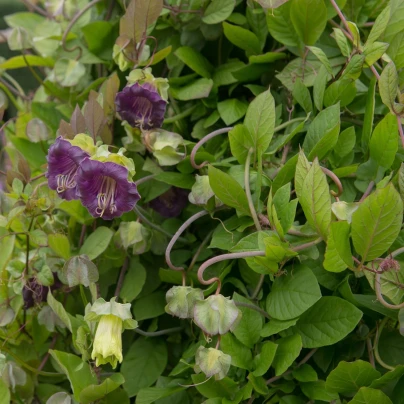 Vilec šplhavý fialový - Cobaea scandens - semena - 7 ks