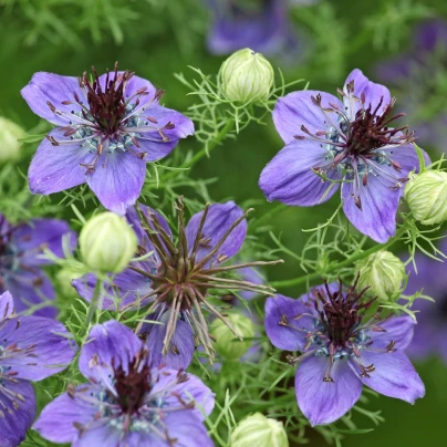 Černucha španělská - Nigella hispanica - semena - 80 ks