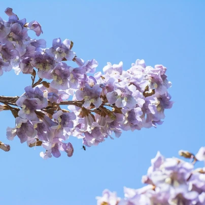 Paulovnie catalpifolia - Paulownia - semena - 15 ks