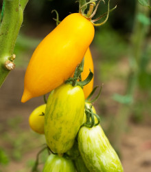 BIO Rajče Banana Legs - Solanum lycopersicum - bio semena - 7 ks