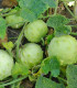 Kiwano Jelly Rund - Cucumis metuliferus - semena - 8 ks