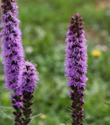 Šuškarda klasnatá Floristan Violet - Liatris spicata - semena - 20 ks