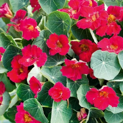 Lichořeřišnice růžová Baby Deep Rose - Kapucínka - Tropaeolum minus - semena - 8 ks