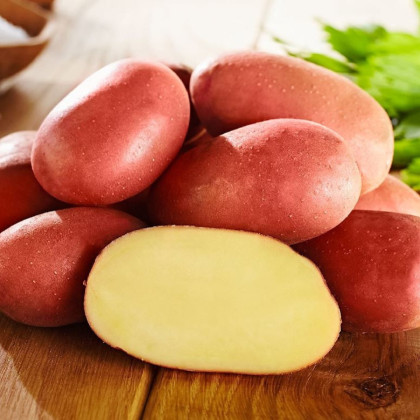 Sadbové brambory Bellarosa - Solanum tuberosum - brambory - 10 ks