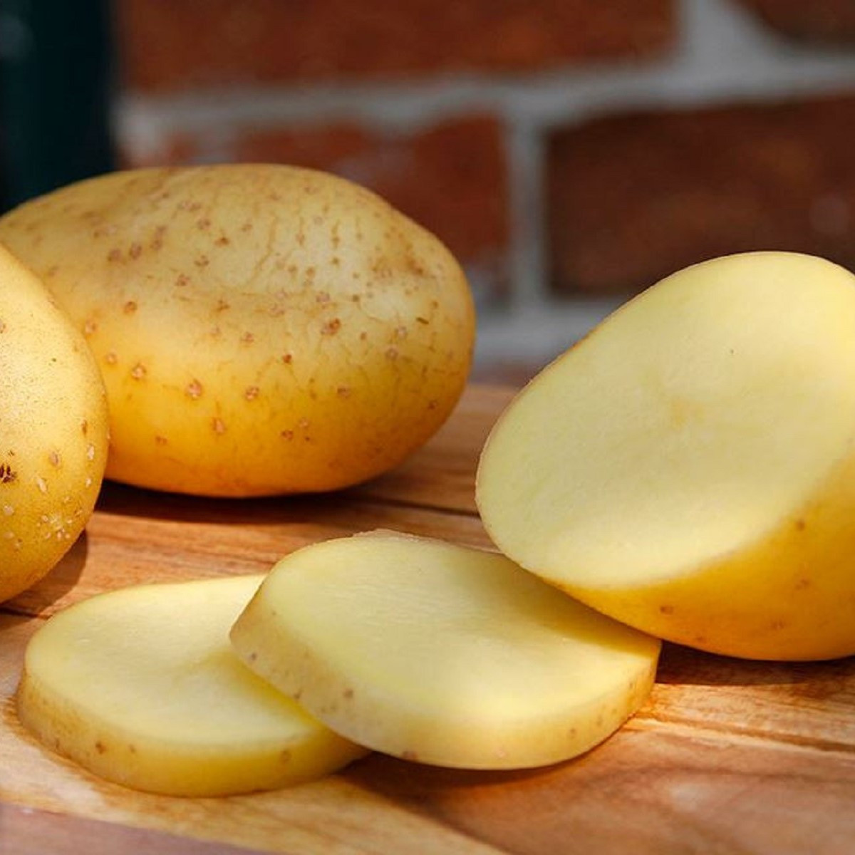 BIO Sadbové brambory Belana - Solanum tuberosum - brambory - 10 ks