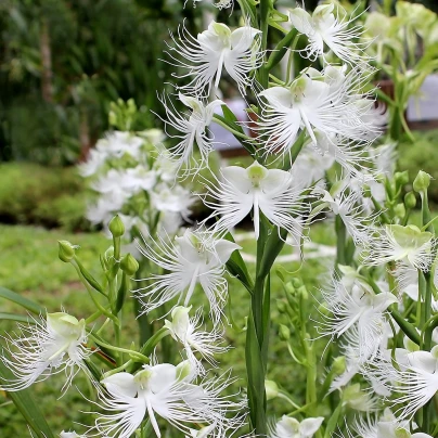 Ptačí orchidej - Habenaria radiata - cibuloviny - 1 ks