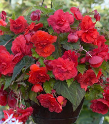 Begonie Red Glory - Begonia odorata - cibuloviny - 2 ks