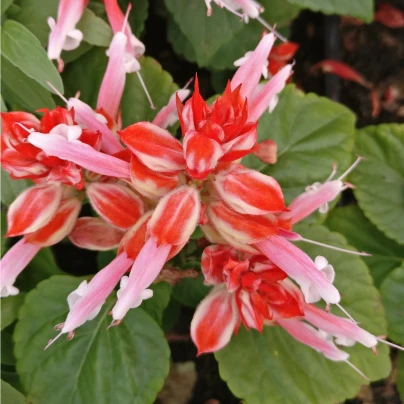 Šalvěj zářivá Unica Red and White - Salvia splendens - semena - 20 ks